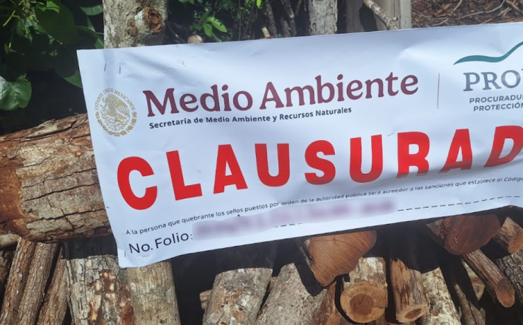 Hornos clandestinos y tala ilegal amenazan la selva de Campeche