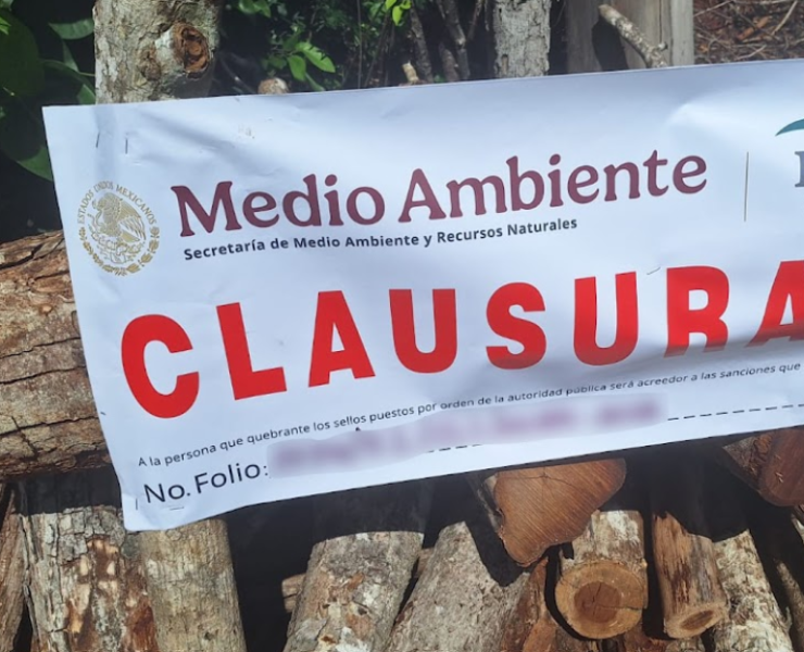 Hornos clandestinos y tala ilegal amenazan la selva de Campeche