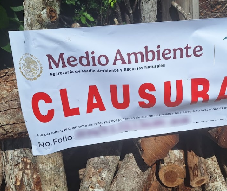 Hornos clandestinos y tala ilegal amenazan la selva de Campeche