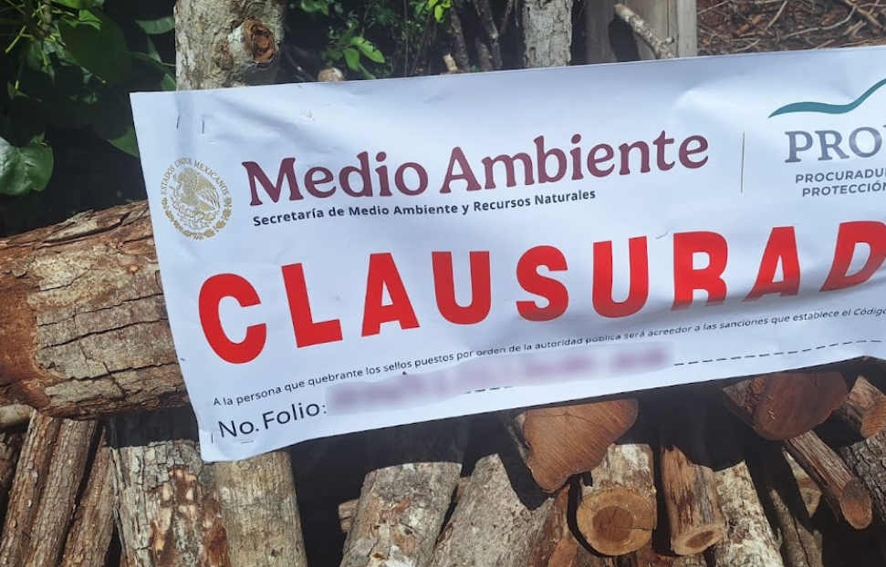 Hornos clandestinos y tala ilegal amenazan la selva de Campeche