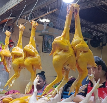 Venta de pollo se mantiene baja en Campeche